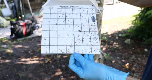  Trap against horse chestnut leaf mites, 3 pcs.