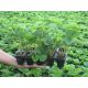  HONEOYE wild strawberries and strawberries, very early seedling in container up to 0.5l, 10-14 cm