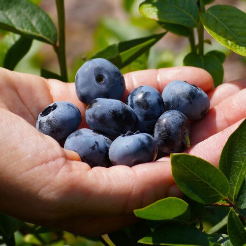  Blueberry and Chandler blueberry seedling in 1-2l container, 50-70 cm