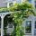  Hydrangea seedlings in a 2-3 liter container, 35-45 cm