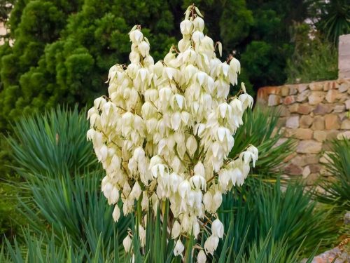  Garden Yucca CAROLIŃSKA evergreen, BEAUTIFUL flowers