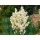  Garden Yucca CAROLIŃSKA evergreen, BEAUTIFUL flowers