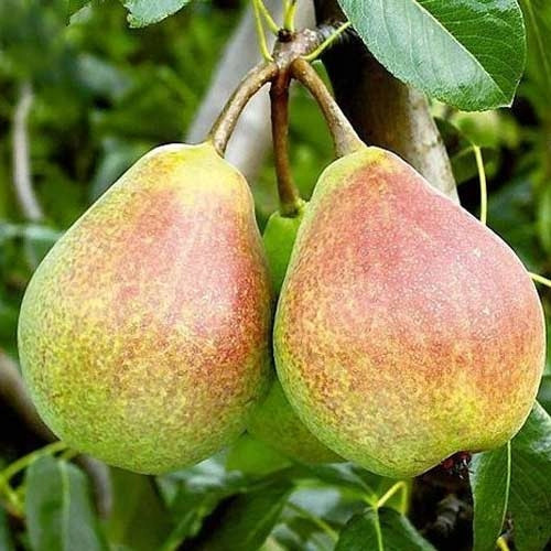  Victoria pear seedlings in a 2-3 liter container, 120-150 cm