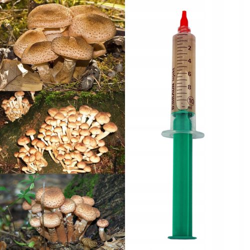  Liquid Mycelium Planto Oyster Mushroom 10 ml