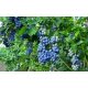  Blueberry and Darrowberry seedling in containers up to 0.5 l, 10–20 cm