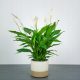  Spathiphyllum blooms profusely. It purifies the air