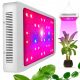 Lamp for plant cultivation - GROW LED panel for growing HEVA 65 W plants