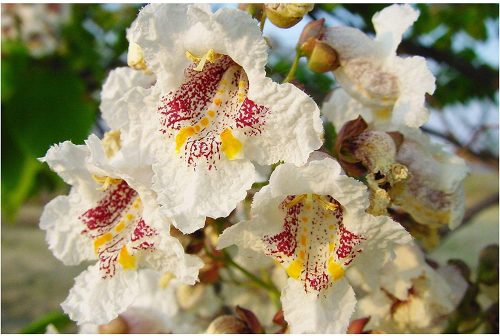  COMMON CATALPA BIGNONIOIDES SEEDS P9