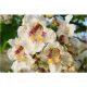  COMMON CATALPA BIGNONIOIDES SEEDS P9