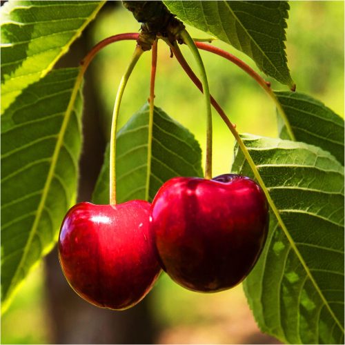  Cherry Debrecen seedling with bare root 100-120 cm