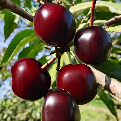  Ukrainian cherry seedling with bare root, 120-140 cm