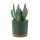  Prosperplast flowerpot 23.1 cm x 23.9 x 23.1 cm diameter 23.9 cm plastic in green tones