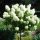  Hydrangea seedlings in a 2-3 liter container, 80-100 cm