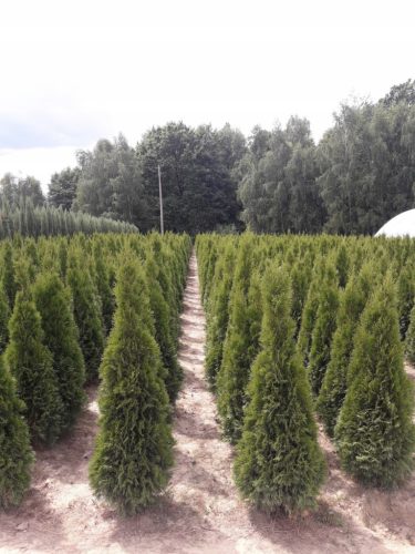  THUJA THUJA EMERALD 100-120cm Delivery TRANSPORT