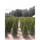  THUJA THUJA EMERALD 100-120cm Delivery TRANSPORT