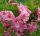  Pink shrubs, seedlings in 1-2l containers, 60-70 cm