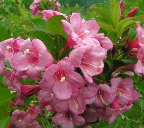  Pink shrubs, seedlings in 1-2l containers, 60-70 cm