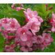  Pink shrubs, seedlings in 1-2l containers, 60-70 cm