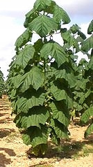  Paulownia ShanTong Oxygen Tree 100 Seeds