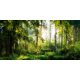 Photo wallpaper FOREST TREES SUN 294x260 P02 F