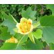  Yellow magnolia and tulip trees, seedling in 0.5-1l container, 10-20 cm