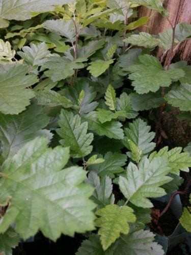  Rowan and white rowan seedlings in 1-2l containers, 20-30 cm