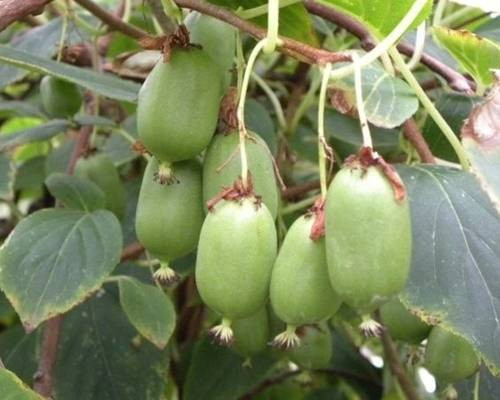  MINI KIWI AKTINIDIA ISSAI Bisexual variety P9