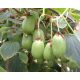  MINI KIWI AKTINIDIA ISSAI Bisexual variety P9