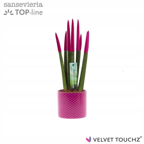  Sansevieria VELVET TOUCHZ PINK + 33CM POT