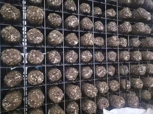  Shiitake mycelium, Polish supplier for bale hardener