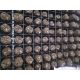  Shiitake mycelium, Polish supplier for bale hardener