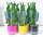  Sansevieria Twist BRIDGE+FLOWER POT 30CM