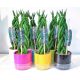  Sansevieria Twist BRIDGE+FLOWER POT 30CM