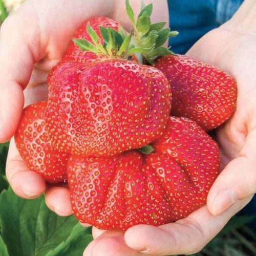  Wild strawberries and GIANT strawberries, bare root seedling, 5-5 cm