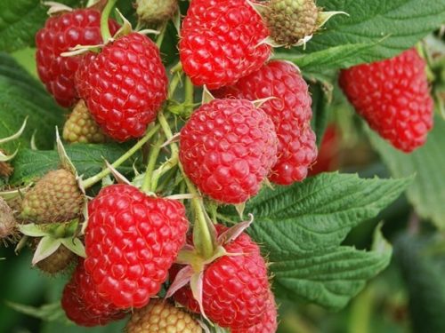  Raspberry and blackberry POLKA seedlings in a 5-10 cm ball