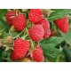  Raspberry and blackberry POLKA seedlings in a 5-10 cm ball