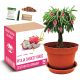  Kit for growing PITHYYA DRAGON FRUIT seeds