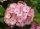  Pink hydrangeas, seedlings in 2-3l containers, 35-45 cm