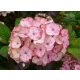  Pink hydrangeas, seedlings in 2-3l containers, 35-45 cm