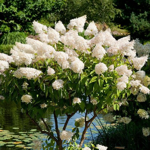  Blue, pink hydrangeas, seedlings in 2-3l containers, 30-40 cm