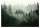 Photo wallpaper NATURAL FOREST in the fog 400x280cm for the living room + EFFICIENT WALLPAPER ADHESIVE FOR NON-INSTALLED PHOTO WALLPAPER 50G