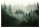 Photo wallpaper NATURAL FOREST in the fog 400x280cm for the living room + EFFICIENT WALLPAPER ADHESIVE FOR NON-INSTALLED PHOTO WALLPAPER 50G