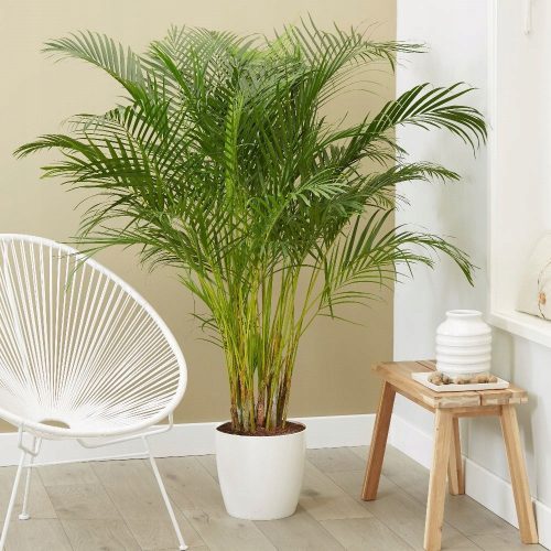  Areca - Dypsis lutescens - GROSSE PALME