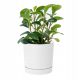  Prosperplast flowerpot 30 cm x 30 x 28 cm diameter 30 cm plastic white