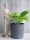  Epipremnum Golden Pothos seedling in a 0.5-1 liter container