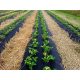 Agrartextil - Mulch-Agrotextil (Anti-Unkraut) InterOgrody schwarz 120 x 1600 cm 0,55 g/m²