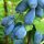  Blueberries and blueberries Wojtek Zojka seedling in a container 0.5-1l 15-20 cm