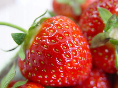  Wild strawberries and Kent strawberries, seedlings in 0.5l containers, 15-20 cm