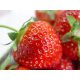  Wild strawberries and Kent strawberries, seedlings in 0.5l containers, 15-20 cm