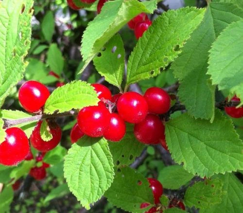  Cherries and sweet cherries Hairy seedling in a 15-20 cm root ball